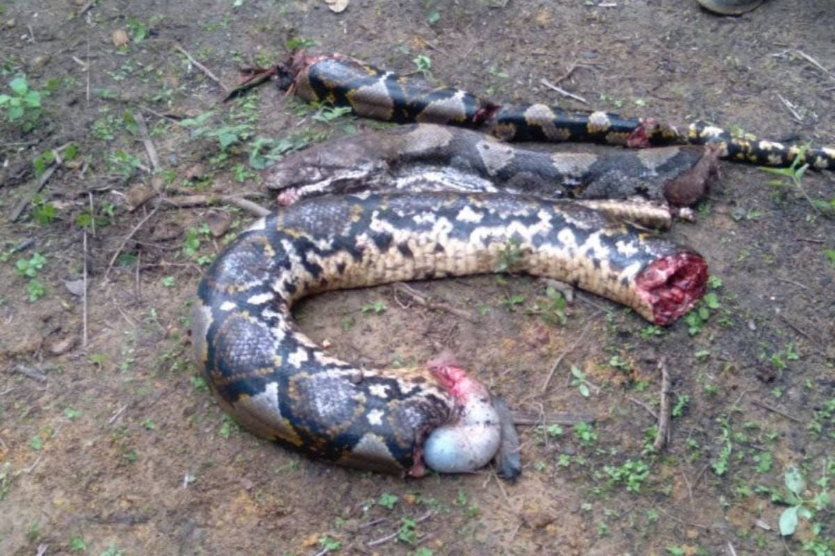 A grandmother was swallowed whole by a huge snake. How it was found. PHOTO GALLERY - Image 6