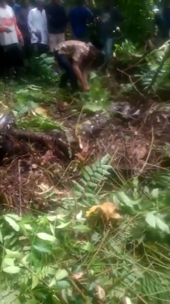 A grandmother was swallowed whole by a huge snake. How it was found. PHOTO GALLERY - Image 4