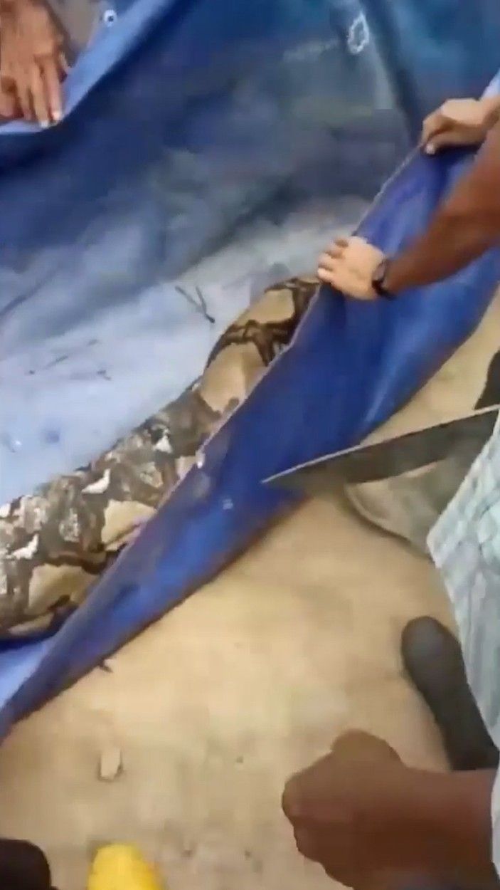 A grandmother was swallowed whole by a huge snake. How it was found. PHOTO GALLERY - Image 9