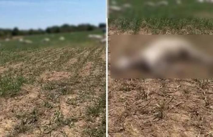“A disaster! They dropped like flies.” 50 cows died in a few minutes, one after another, under the horrified gaze of the breeder, in a field in Italy