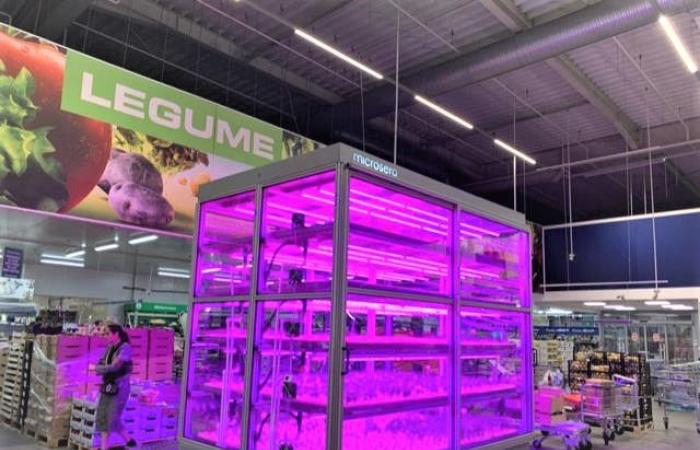 Economica.net – The largest vertical greenhouse in Europe, located in Prahova, will become operational in November. Fresh Microgreens has invested 2.2 million euros in two projects that will supply Eisberg and Kaufland