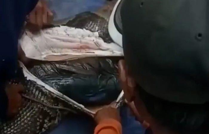 A grandmother was swallowed whole by a huge snake. How it was found. PHOTO GALLERY