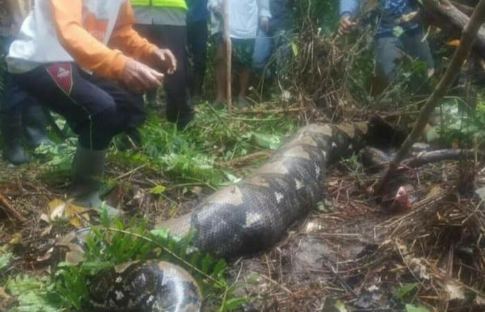 A grandmother was swallowed whole by a huge snake. How it was found. PHOTO GALLERY