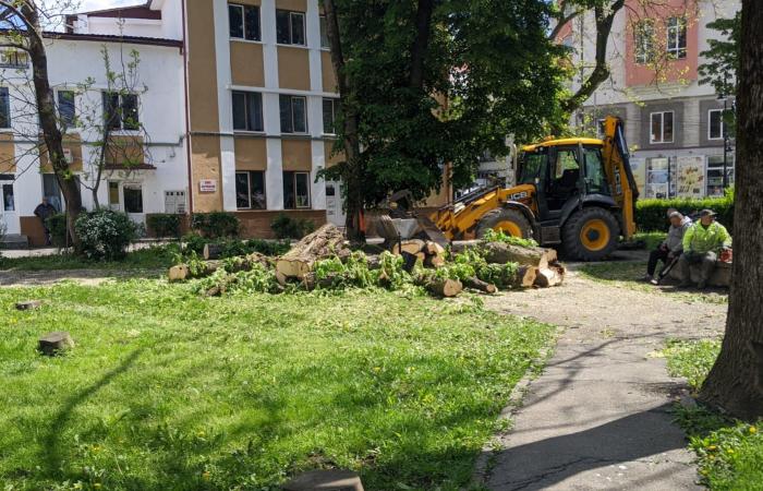 PHOTO With an ecologist at the helm of DSP, the Bistrita City Hall cuts the trees in a festivity! 7 trees only from the central area – Bistriteanul