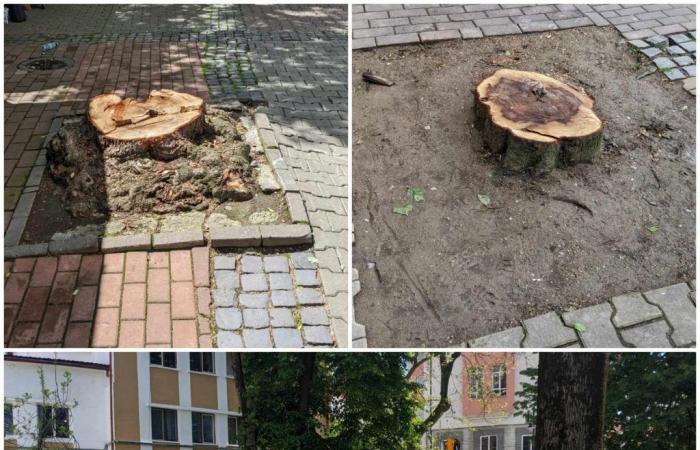 PHOTO With an ecologist at the helm of DSP, the Bistrita City Hall cuts the trees in a festivity! 7 trees only from the central area – Bistriteanul