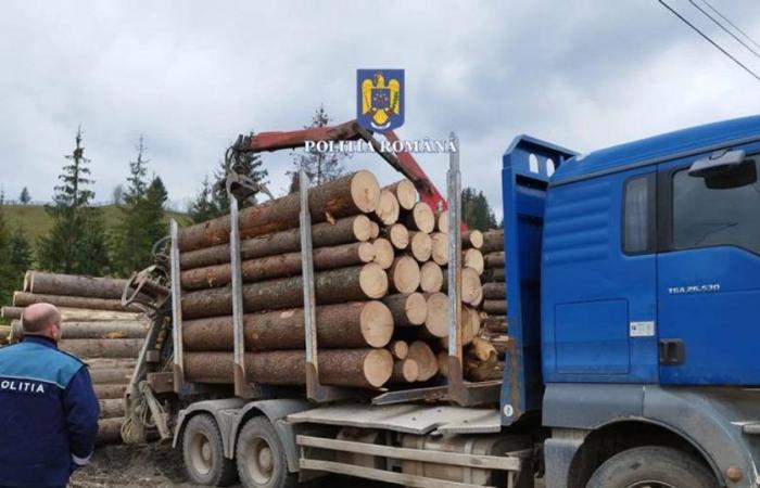5 fines given and wooden material confiscated by the police from Argesa in one day