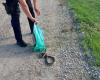 The inhabitants of a city in Romania are terrified. Snakes over 1.5 meters walk on the streets and in cars