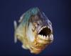 Alert: Piranha specimen discovered in a river in Romania; the fish normally lives in South America – News on sources