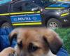 A man from Pufesti commune, Vrancea county, fined 12,000 lei after abandoning three puppies on a vacant lot near Adjud municipality