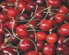 Romanian cherries have appeared in the markets. What price are they selling for this season?