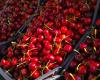 Cherries with a price of… gold! 1 kg, colossal price!