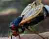 Cicada invasion in the USA. What insects turn into after they get a sexually transmitted disease VIDEO