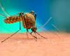 Very dangerous mosquito-borne diseases are spreading in Europe due to the climate crisis. “More cases and possible deaths”