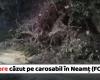 Tree fell on the road due to a possible landslide in Neamt (PHOTO)