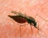 Mosquito-borne diseases are spreading in Europe due to the climate crisis