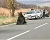 Large bear, seriously injured by a car on the A1
