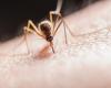 More than half the world’s population could be at risk of mosquito-borne diseases, experts warn