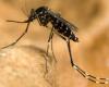 Record number of dengue fever cases in France