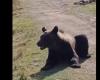 Two bears were filmed while they were walking lazily on a street in the Baia de Fier tourist resort, in Gorj VIDEO