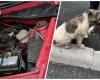 A puppy traveled 100 km to Cluj, hidden under the hood of a car! The quadruped escaped unscathed and is now looking for a new home