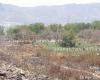 Thane mangroves are rapidly destroyed at Diva, activist sends urgent complaint to state | Navi Mumbai News