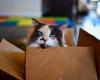 A couple accidentally shipped their cat in a return package. The animal arrived home six days later