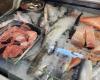 How you can check if the fish in the grocery stores is fresh. Signs to watch out for