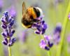 How can we protect the bees: the specifications of the Environmental Inspectorate
