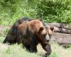 Seven bears from Sinaia terrorized the locals of Polovragi, Gorj. People are desperately asking for relocation