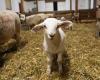 The “Easter Lamb” business, often unprofitable! “The most