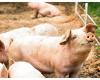 Outbreak of African swine fever at a farm in Olt county. The sale of live pigs or pork products from restricted areas was prohibited