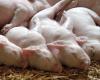 Swine fever alert in Olt. Over 11,000 pigs from one farm will be culled