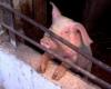 Outbreak of African swine fever in Olt. More than 11,000 animals were slaughtered