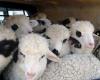 How much are lambs from Romanian farms sold in Greece! The price is huge!