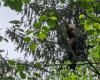 Vrancea: Bear with 5 cubs, seen in a commune, very close to houses. One of his cubs was caught in the thick vegetation