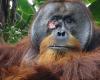 an orangutan used medicinal plants to treat a wound