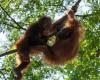 An Indonesian orangutan has been seen for the first time treating a wound with a pain-relieving plant