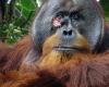 An orangutan in Indonesia was caught using a plant to treat a wound: “After a month it was completely healed”