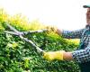 Urgent warning to gardeners over jail time and ‘unlimited fine’