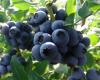 Blueberries, good for health