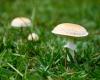 Surge in toxic mushroom incidents prompts urgent warning from SA Health