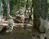 The Zoo in Sibiu welcomed new residents. Two white wolves can be seen by visitors (photo)