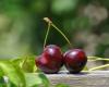 May cherries are being sold on OLX at a far too high price. How much did a kilogram of fruit end up costing – Budgetul.ro