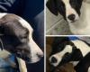 Urgent Call from Scioto County Dog Shelter: Dogs at Risk, Community Action Needed