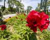 Peonies put on a show in “Carol I” Park