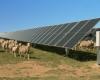 A promising idea: What happens when sheep graze under solar panels