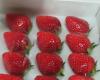 100% border checks to remain on strawberries from Japan