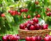 The incredible benefits of May cherries. Where we can find them at half price compared to the markets