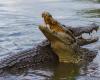 Terrifying death for six-year-old disabled child. His 26-year-old mother threw him to the crocodiles to get rid of him