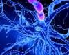 A new therapeutic target identified against Parkinson’s disease